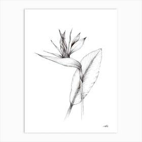 Black and White South African Strelitzia Art Print