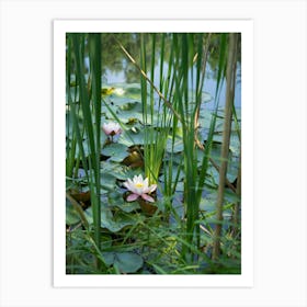 Water lily and leaves in a pond Art Print