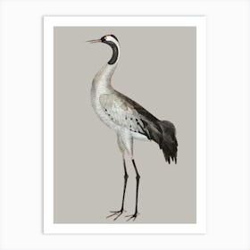 Gray Blue Crane Olof Rudbeck Art Print