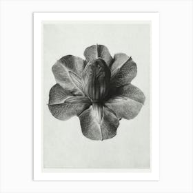 Cup And Saucer Vine (1928), Karl Blossfeldt Art Print