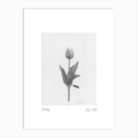 Tulip Botanical Collage 1 Art Print