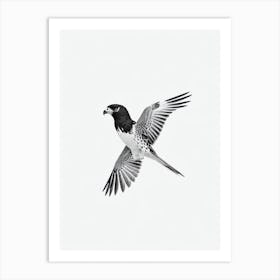 Falcon B&W Pencil Drawing 4 Bird Art Print