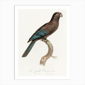 Black Parrot (Coracopsis Nigra) From Natural History Of Parrots, Francois Levaillant Art Print