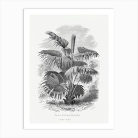 Vintage Palm Tree Art Print _2643194 Art Print