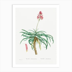 Aloe Arborescens, Pierre Joseph Redoute Art Print