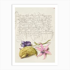 Sweet Violet, Gourd, And Dog Tooth Violet From Mira Calligraphiae Monumenta, Joris Hoefnagel Art Print