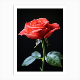 Red Rose On Black Background 40 Art Print