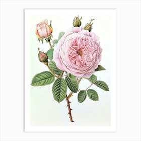 English Roses Painting Detailed Botanical 3 Art Print