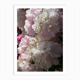 Pale pink Rhododendron flowers Art Print