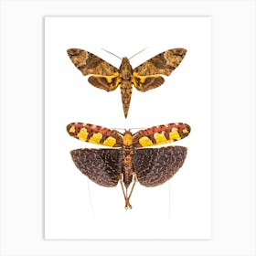 Two Big  Insects Art Print