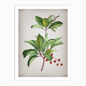 Vintage Greek Strawberry Tree Botanical on Parchment n.0352 Art Print