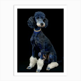 Blue Poodle Art Print