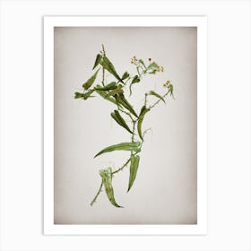 Vintage Rough Bindweed Botanical on Parchment n.0965 Art Print