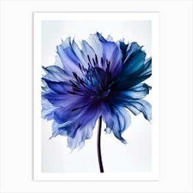 Serenade in Blue Botanical Fine Art Print Art Print