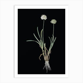 Vintage Allium Carolinianum Botanical Illustration on Solid Black n.0779 Art Print