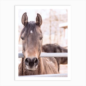 Bay Colored Horse Art Print