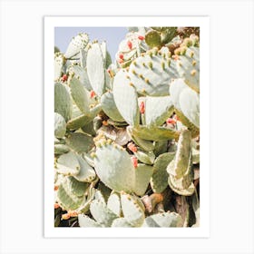 Warm Cactus Flowers Art Print