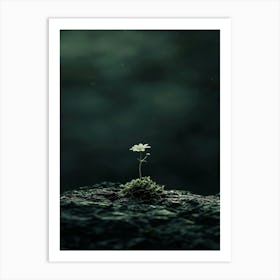 Flower On A Rock 1 Art Print