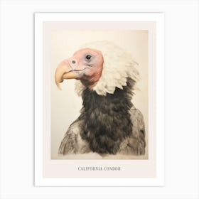 Vintage Bird Drawing California Condor 1 Poster Art Print