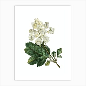 Vintage Oakleaf Hydrangea Botanical Illustration on Pure White n.0052 Art Print