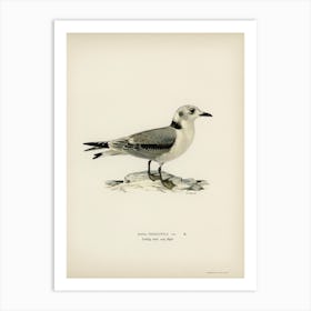 Black Legged Kittiwake, The Von Wright Brothers Art Print