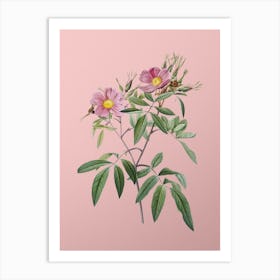 Vintage Pink Swamp Roses Botanical on Soft Pink n.0797 Art Print