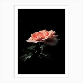 Pink Rose 30 Art Print