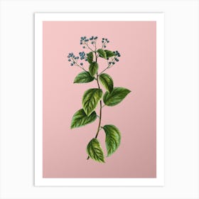 Vintage New Jersey Tea Botanical on Soft Pink n.0889 Art Print