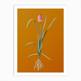 Vintage Veltheimia Abyssinica Botanical on Sunset Orange n.0012 Art Print
