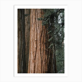 Redwood Tree Art Print