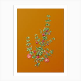 Vintage Madder Leaved Bauera Botanical on Sunset Orange n.0685 Art Print