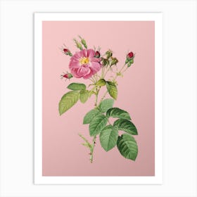 Vintage Harsh Downy Rose Botanical on Soft Pink n.0897 Art Print
