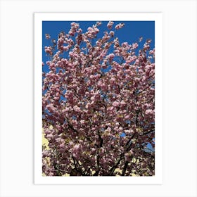 Cherry Blossom 7762 Poster