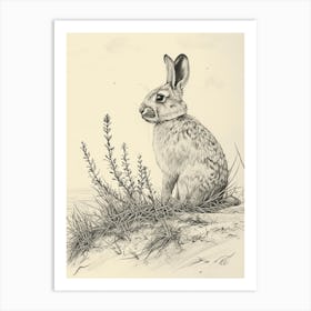 Himalayan Rabbit Drawing 4 Art Print