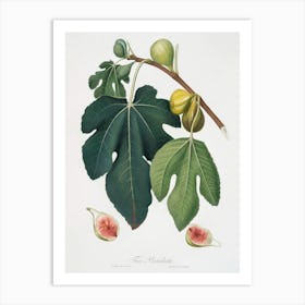 Fig (Ficus Carica Sativa) From Pomona Italiana (1817 - 1839), Giorgio Gallesio 3 Art Print