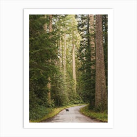 Redwood Forest Dream - Black Bear Animals Art Print