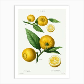 Clusters Of Citrus, Pierre Joseph Redoute Art Print