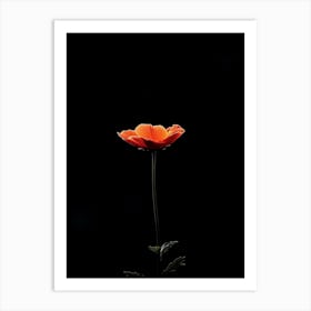 Single Poppy On Black Background Art Print