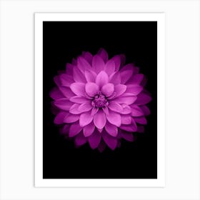 Purple Dahlia Flower Art Print