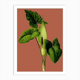 Calla Lily 1 Art Print