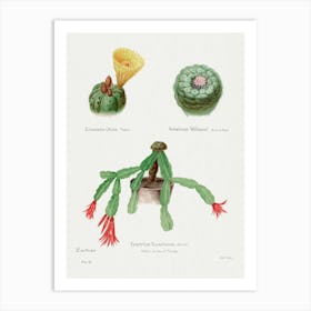 Peyote, Indian Head And Christmas Cactus, Familie Der Cacteen Art Print