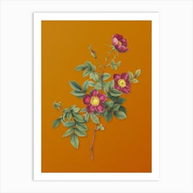 Vintage Alpine Rose Botanical on Sunset Orange n.0039 Art Print