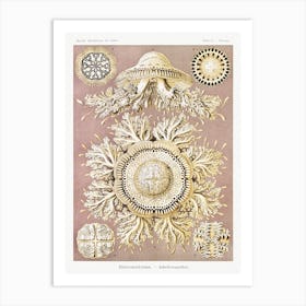 Discomedusae–Schweibenquallen, Ernst Haeckel Art Print