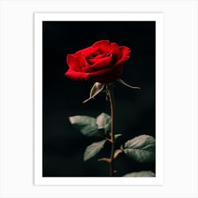 Red Rose 50 Art Print