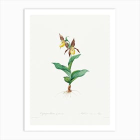 Cypripedium Calceolus, Pierre Joseph Redoute Art Print