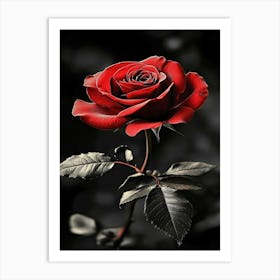 Black Rose 6 Art Print