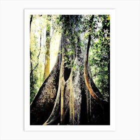 Brazil, Amazon Region, Biggest Tree Of Amazon Art Print