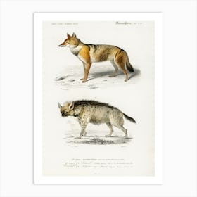 Golden Jackal (Canis Aureus) And Striped Hyena (Hyene Rayee), Charles Dessalines D' Orbigny Art Print