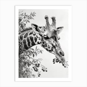 Giraffe Eating Berries Pencil Drawing 4 Art Print
