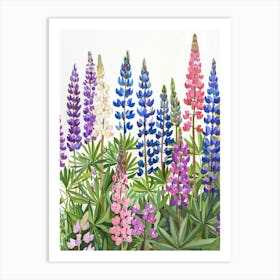 Lupines 5 Art Print